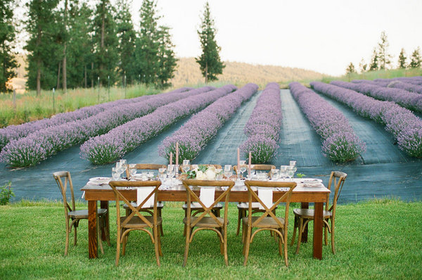 Rows of Lavender Provide The Perfect Background for an Intimate Reception