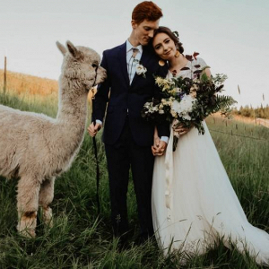 Alpaca wedding portrait