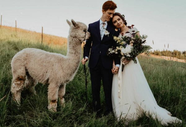Alpaca wedding portrait