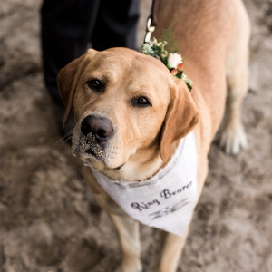 Furry Family Can Have A Place in Your Wedding, Too!