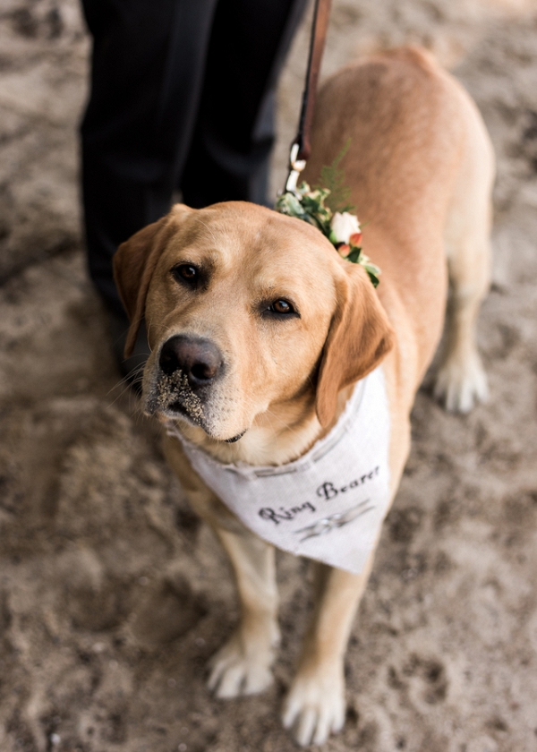 Furry Family Can Have A Place in Your Wedding, Too!