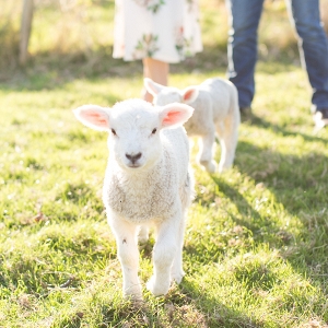Spring engagement session with lovely little Lambs