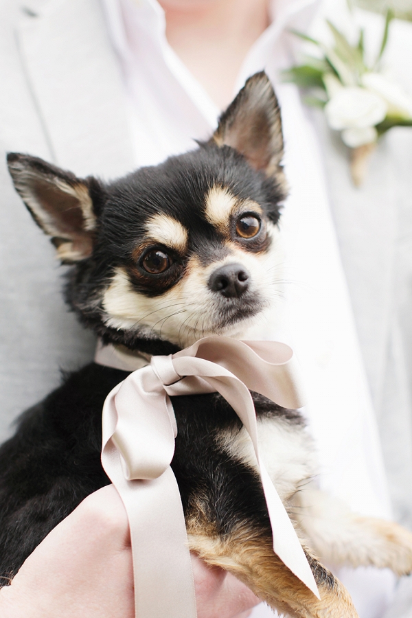 pet Chihuahua dog wearing a pretty pink silk ribbon