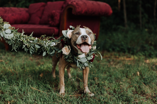 Dogs in Wedding