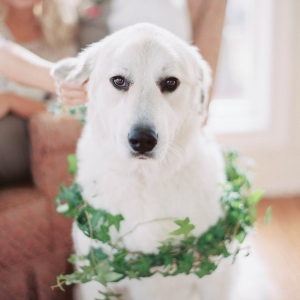 Dog at a wedding wearing a greenery wreath // Photography - Shannon Duggan Photography