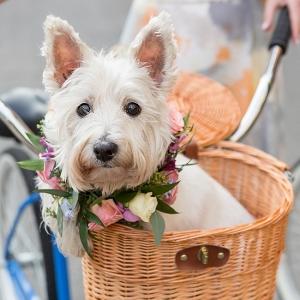 Dog In Bike Basket 