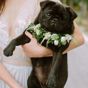 Floral dog wedding collar