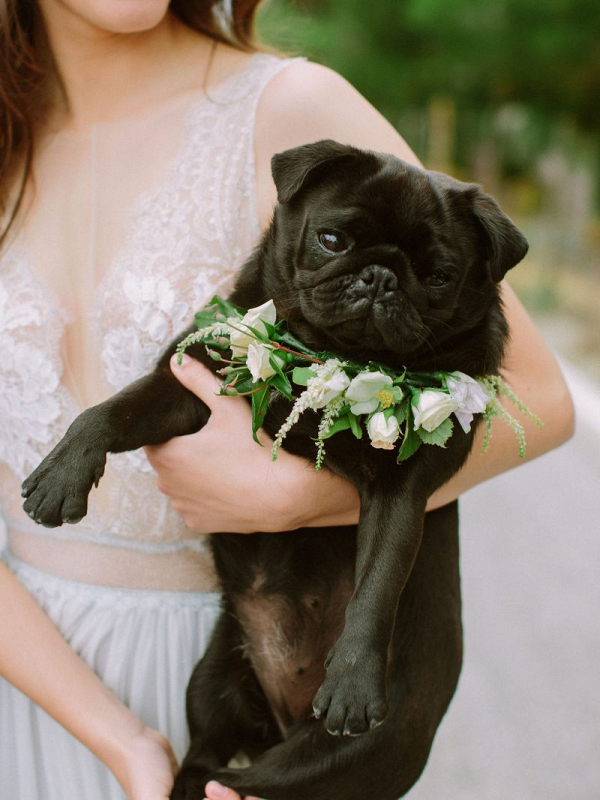 Floral dog wedding collar