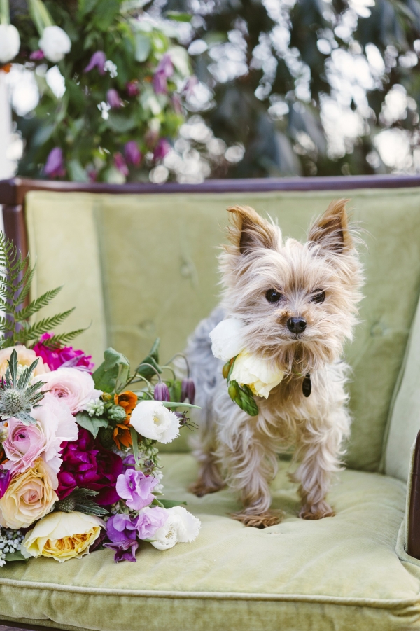 Cute Doggy In Colorful Whimsical Bridal Shoot