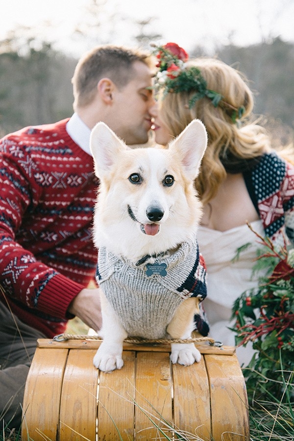 Adorable Bridal Portraits with a Corgi in a Holiday Sweater
