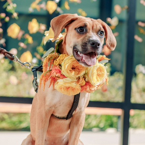 Wedding dog with flower collar