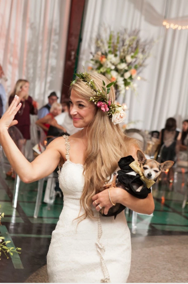 chihuahua-in-wedding