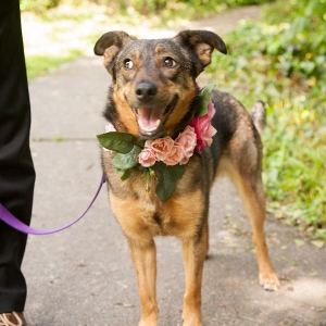 Dog with Floral Collar