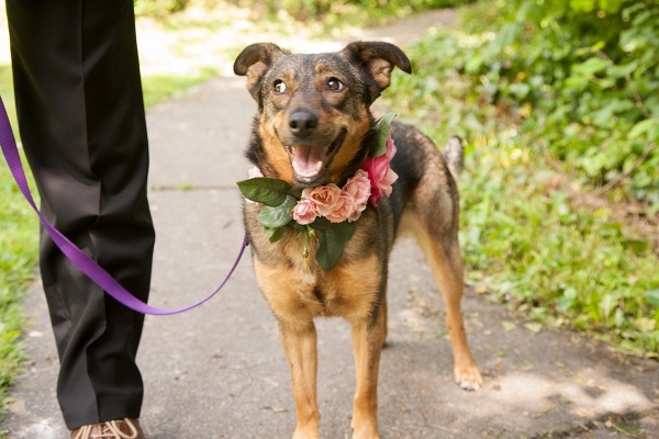 Dog with Floral Collar