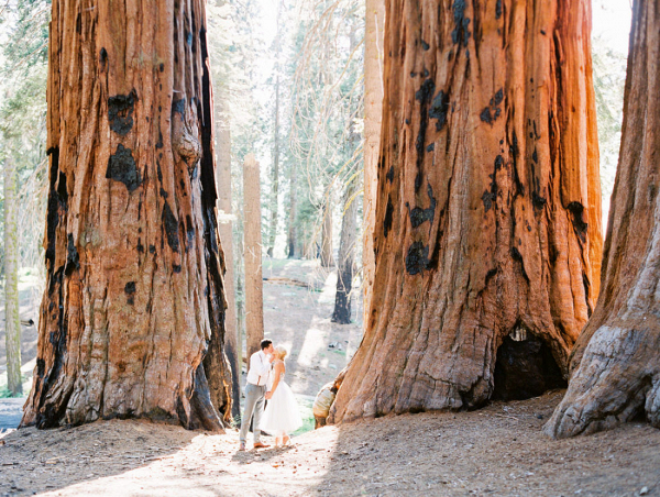Giant Sequoia Tree Wedding