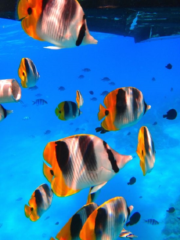 Snorkeling with Tropical Fishes
