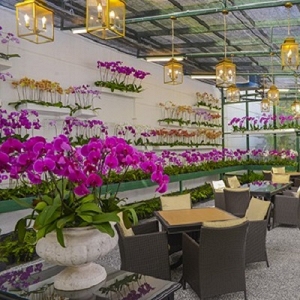 Orchid Room at Hotel Majestic