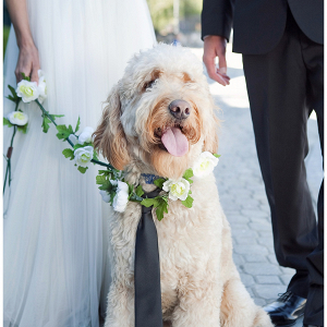 Dog in wedding