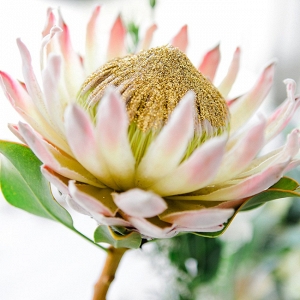 Protea with Gold Glitter Center