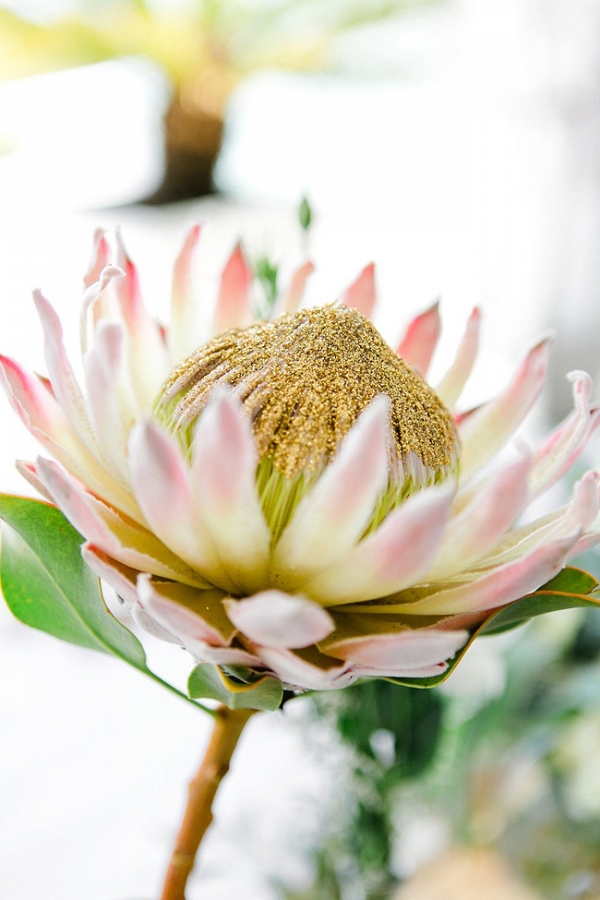 Protea with Gold Glitter Center