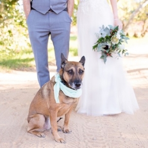 Dog wedding attendant