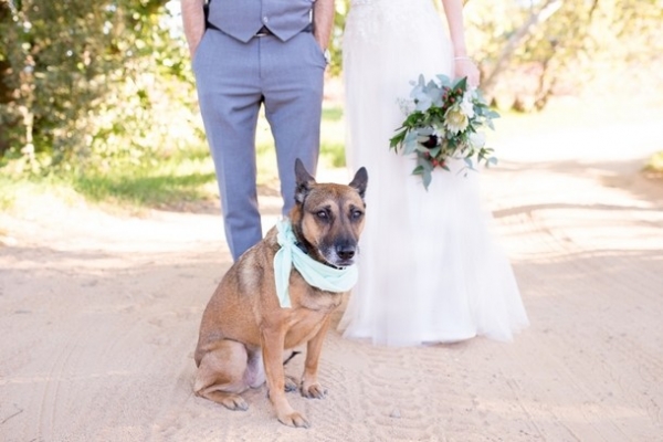Dog wedding attendant