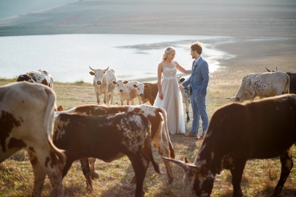Bride & Groom with Nguni Cattle