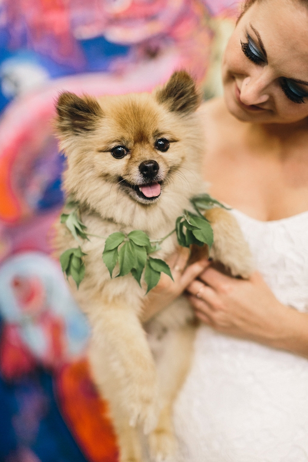 Pomeranian puppy with a foliage collar