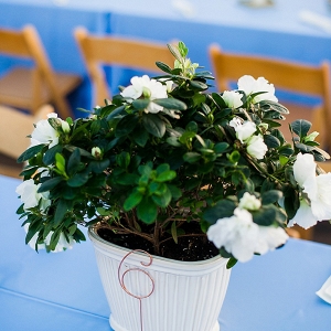 Potted Plant Centerpieces on The Budget Savvy Bride