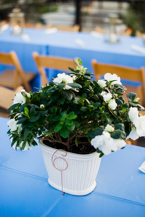 Potted Plant Centerpieces on The Budget Savvy Bride