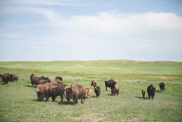 Buffalo adventure in Wyoming