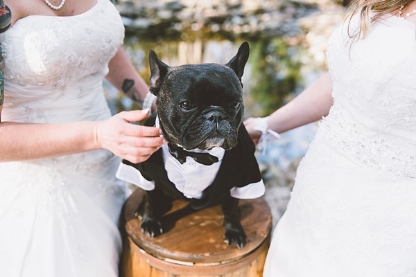 Wedding dog in tuxedo