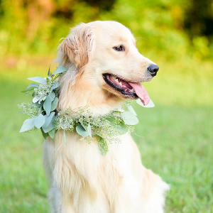Dog with floral collar