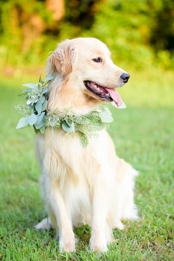 Dog with floral collar